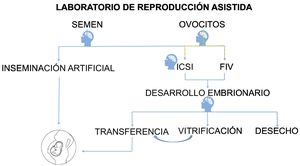 Esquema simplificado del proceso de laboratorio de reproducción asistida. El embriólogo realiza un análisis de semen del paciente masculino y evalúa los ovocitos de la paciente. En el caso de la técnica ICSI, se selecciona el mejor espermatozoide para inyectar en el ovocito. Durante el desarrollo embrionario se selecciona el embrión que se va a transferir y los embriones que se van a conservar mediante vitrificación, se descartan los embriones de desecho.