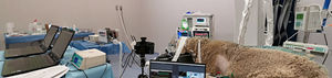Organization of the room during the experiment. Sheep anesthetized with TIVA and positioned prone on the radiology table. The animal is connected to the ventilator prototype and a multi-metric monitor (B40, GE, Chicago, Illinois, USA) is used to monitor cardiac output (MostCare, Vygon, Ecouen, France) and ventilatory mechanics (FluxMed GrE, MBMED, Buenos Aires Argentina). All data were stored and the entire experiment was recorded.