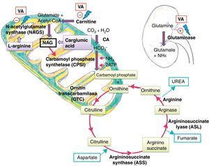l carnitine for hyperammonemia Suggested mechanisms of in fatty acid oxidation Suggested Action of L-Carnitine 23