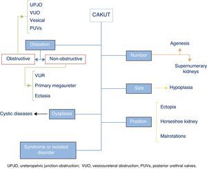 Diagram of congenital anomalies of the kidney and urinary tract (CAKUT).