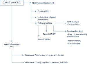 Factors that influence the progression to chronic renal disease (CRD) in congenital anomalies of the kidney and urinary tract (CAKUT). See text for explanation and details.