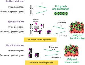 Role of tumour-suppressor genes and proto-oncogenes in tumour development. Proto-oncogenes and tumour-suppressor genes function as antagonists: the former promote cell growth, while the latter inhibit cell proliferation. When sporadic or inherited mutations occur in proto-oncogenes, they become oncogenes that can orchestrate uncontrolled cell proliferation. According to Knudson's two-hit hypothesis, two mutation events need to take place in tumour-suppressor genes for tumour development to start. In hereditary cancer, the first mutation is inherited and thus the probability of having cancer is greater than that of the general population.
