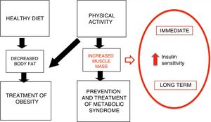 Mechanisms of PA in the prevention and treatment of obesity (adapted from Brambillia et al14).