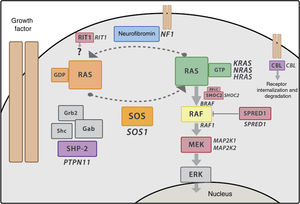 RAS-MAPK signalling cascade. After the ligand binds the cell-surface receptors, the intracellular portion of the receptor is phosphorylated and recruits adaptor proteins such as GRB2, which form complexes with guanosine exchange factors (such as SOS) that promote conformational change of the inactive protein RAS bound to GDP to the active form bound to GTP. The active RAS-GTP form then activates different isoforms of RAF (RAF1, BRAF), MEK (MEK1, MEK2) and lastly, ERK.