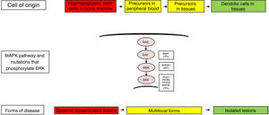 Cellular and molecular model of the development of the different forms of Langerhans cell histiocytosis. The constitutive activation of the ERK pathway due to different genetic changes in haematopoietic stem cells or myeloid precursors causes multisystemic disseminated disease, while changes in precursor cells in the peripheral blood or tissue causes multifocal disease and changes in more differentiated cells in specific tissues lead to single lesions. MAPK, mitogen-activated protein kinase.