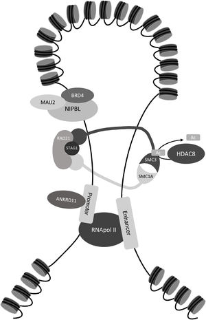 Location of the proteins that cause Cornelia de Lange syndrome: NIPBL and BRD4 are responsible for nucleosome clearance in DNA so that proteins SMC1A, SMC3, RAD21 and STAG2 can form the cohesin ring. MAU2 forms a heterodimeric complex with NIPBL to help load cohesin on chromatin. Then, protein HDAC8 deacetylates SMC3, allowing the release of the cohesin ring. Protein ANKRD11 is involved in the transcription activation process.
