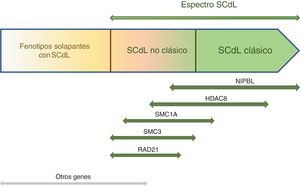 Cornelia de Lange spectrum. Cornelia de Lange syndrome can be considered an umbrella term comprehending a broad phenotypic spectrum. The diagram shows the clinical spectrum caused by changes in the NIPBL, SMC1A, SMC3, HDAC8, RAD21 and other genes by means of arrows.