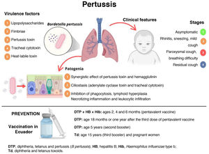 Microbiological characteristics, pathogenesis, clinical presentation and prevention of pertussis.