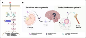 Models of the etiopathogenesis of ND-LCH. (A) Mitogen-activated protein kinase (MAPK) pathway. Growth factors/mitogens binding to tyrosine kinase receptors results in activation of Ras through phosphorylation. That results in downstream activation and homodimerization of Rafs (BRAF or ARAF) and further signaling components of MAPK. The BRAFV600E mutation allows BRAF to function as a monomer independently of Ras activation, promoting constitutive activation of MAPK signaling pathway. (B) Clinical studies and murine models suggest two possible pathogenic mechanisms for neurodegenerative Langerhans cell histiocytosis (ND-LCH). In the first one, a clonal population of central nervous system (CNS)-resident microglia carrying MAPK-activating mutations would proliferate (microgliosis) and release proinflammatory substances. This would lead to astrocyte activation (reactive gliosis) with neurotoxic effects, ultimately resulting in neuronal loss. The source of these activated microglia would be the early erythromyeloid progenitors, emerging from the fetal yolk sac in primitive hematopoiesis very early in embryonic development. In a second model, circulating myeloid cells carrying a MAPK-activating mutation, originating from hematopoietic stem cells in the bone marrow, migrate the CNS, where they cluster and cause neuroinflammatory damage. These cells also induce a proinflammatory state that disrupts the blood-brain barrier, facilitating further entry of this clonal population into the CNS. The likelyhood of developing neurologic manifestations would depend on the size of these clonal populations within the CNS and the duration of disease.