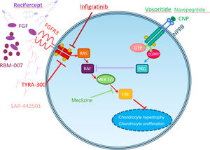 Mechanisms of action of the different drugs for achondroplasia. In the normal growth plate, FGF is involved in the downstream activation of RAS and the MAPK pathway (RAF, ERK, and MEK), resulting in inhibition of chondrocyte proliferation. In achondroplasia, the gene variant results in the activation of this receptor with inhibitory function. Drugs for achondroplasia aim to inhibit this receptor by targeting the pathways shown in this illustration. Vosoritide: CNP analog that inhibits the RAF pathway. Navepegritide: long-acting CNP analog. Infigratinib: tyrosine kinase inhibitor (FGFR1-3). TYRA-300: selective FGFR3 inhibitor. Meclizine: histamine H1 receptor antagonist that inhibits the activity of FGFR3 via the MAPK pathway. RBM-007: RNA aptamer that acts as a ligand trap and inhibits FGFR2.