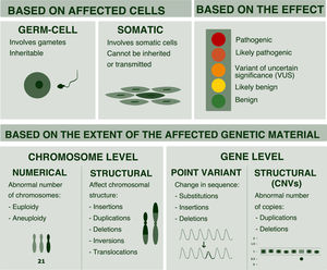 Classification of genetic variants. Variants can be classified based on their size (chromosome or gene variants) or based on the affected cell (somatic or germline variants). Also, based on their effects and according to the scheme proposed by the American College of Medical Genetics (ACMG), they can be classified as benign, likely benign, of uncertain significance, likely pathogenic and pathogenic.2