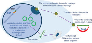 Illustration of the mechanism of action of gene therapy for the defective SMN1 gene using AAV9. The vector is taken up by the cell via an endosome, which then breaks down when it reaches the cell nucleus and releases its contents. Note that the vector contains the cDNA of the gene, that is, only the exons, without the introns.