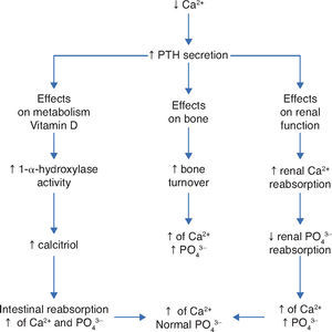 Regulatory mechanisms of serum levels of calcium and phosphorus. Adapted from Ross AC et al.7 PTH, parathyroid hormone; Ca2+, calcium ion; PO43–, phosphateions; ↑, increase; ↓, decrease.