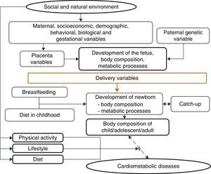 Explanatory model – cardiometabolic diseases.