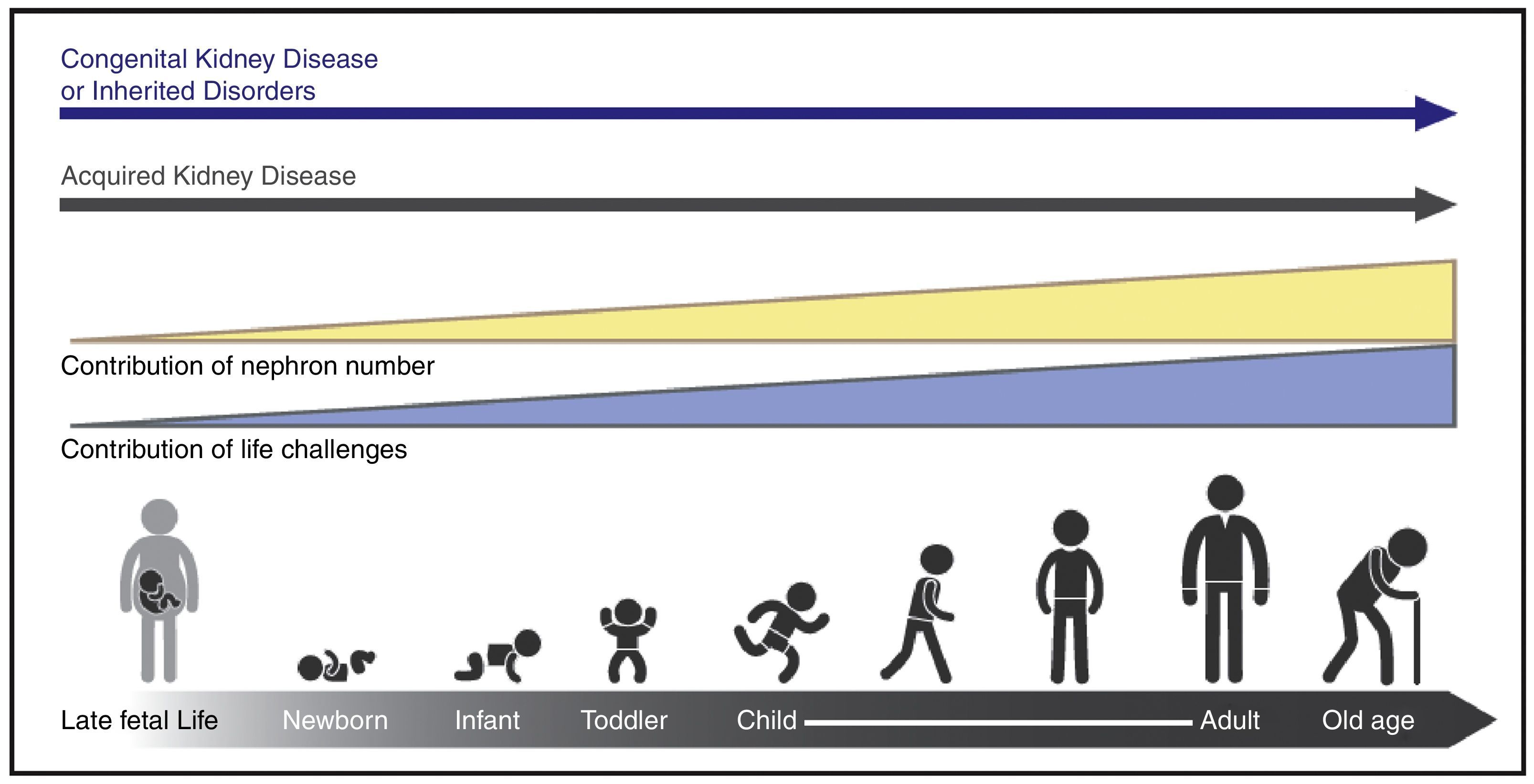 In time: averting the legacy of kidney disease – focus on childhood ...