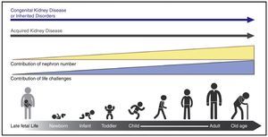 The types and risks of kidney disease change across the lifecycle. The contribution of nephron number increases over the life cycle, in concert with events that provide direct insults and challenges to kidney health.
