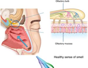Odorant transmission through the olfactory neuroepithelium.