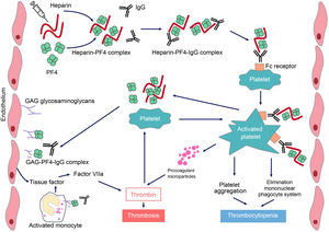 Pathophysiology of heparin-induced thrombopenia. Treatment with the polyanionic anticoagulant heparin promotes the formation of complexes with positively charged platelet factor 4 (PF4). These complexes express neoepitopes that induce the formation of antibodies by plasma cells. The resulting immune complexes activate platelets and promote the formation of procoagulant microparticles and the generation of thrombin. Pathogenic antibodies also recognize PF4 bound to heparan sulfate and other glycosaminoglycans, inducing activation of the endothelium and monocytes and promoting the generation of tissue factor. The consequence will be the occurrence of thrombosis in patients with HIT.