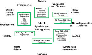 GLP-1 receptor agonists and multiagonists—either unimolecular or in combination—and the diseases in which they have shown efficacy in clinical or preclinical models. CT: calcitonin; CCK: cholecystokinin; FGF-21: fibroblast growth factor-21; GLP-2: glucagon-like peptide-2 analogue; MACEs: major adverse cardiovascular events; MASLD: metabolic dysfunction-associated steatotic liver disease; PYY 3-36: peptide tyrosine-tyrosine 3-36. *Combinations of agonists. &GLP-1 receptor agonists have shown beneficial effects in preclinical models of neurodegenerative diseases, although the establishment of their clinical efficacy in prevention and treatment requires further studies.