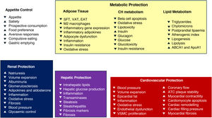 Mechanisms involved in the control of intake, metabolic protection, cardiovascular protection, hepatoprotection and nephroprotection of GLP-1 receptor agonists. Arrows indicate increased or decreased biological effect. ABCA1: a protein involved in reverse cholesterol transport; ApoA1: apolipoprotein A1; ATC plaque: atherosclerotic plaque; EAT: epicardial adipose tissue; SFT: subcutaneous fatty tissue; VAT: visceral adipose tissue; VSMC prolif.: vascular smooth muscle cell proliferation.