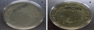 FCU in trypticase soy agar. A. Metallic brackets. B. Ceramic brackets.