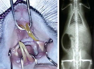 Boca de la rata al inicio del tratamiento sin topes oclusales en los primeros molares. Se muestra radiografía de columna.