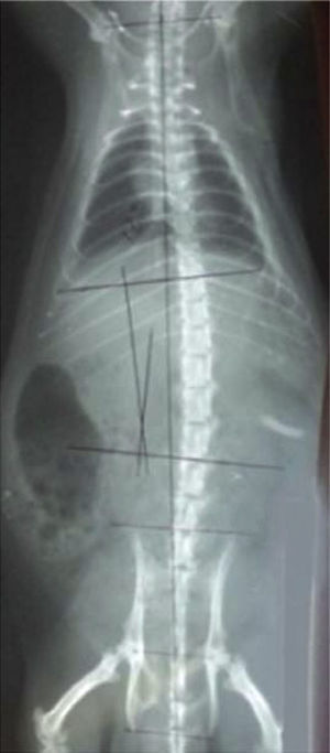 Radiografía a las cuatro semanas de una rata con un tope unilateral.