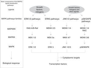 Schematic representation of the main components of the 4 MAPK pathway cascades.
