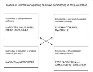 Schematic representation of simultaneous or nearly consecutive interactions of intracellular signalling pathways participating in cell proliferation.