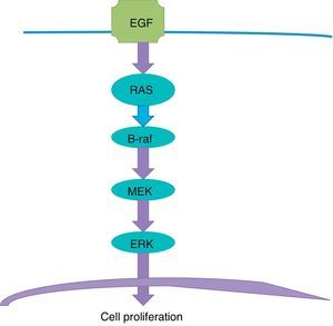 The tyrosine-kinase pathway begins in the receptor of the epidermal growth factor (EGF) of the cellular membrane and goes through a series of steps towards the nucleus.