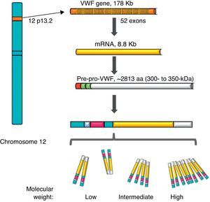 Representation of the gene, the transcription and the protein of the von Willebrand factor. The location of the von Willebrand factor gene is observed in chromosome 12, the mature mRNA and the processing of the protein, from the pre-pro-von Willebrand factor, to the formation of multimers with high molecular weight.