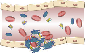 Schematic description of the interaction of the von Willebrand factor and platelets activated during the formation of the platelet cap in the haemostasis. Platelets adhere in a transitory manner to the von Willebrand factor, and their function is acting as a bridge between the GpIb/IX receptor in the surface of the platelets and the collagen fibrils of the subendothelium.