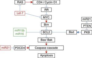 Relationship between the different micro RNAs with their target genes in apoptosis. Adapted with the permission of Liu et al.22