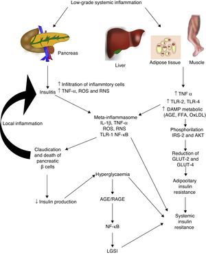 Low-grade systemic inflammation contributes to the development of insulin resistance in several ways. AGE: advanced glycation end products; FFA: free fatty acids; AKT: protein kinase B; RNS: reactive nitrogen species; ROS: reactive oxygen species; GLUT: glucose carrier proteins; IL: interleukin; LGSI: low-grade systemic inflammation; IRS: insulin receptor substrate; NF-κβ: nuclear factor kappa beta; oxLDL: oxidised low density lipo proteins; RAGE: receptor advanced glycation end products; TLR: toll-like receptor; TNF: tumour necrosis factor.