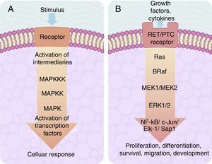(A) Table showing an intracellular signalling cascade activated by a membrane receptor which activates a series of kinases downstream grouped one after the other in a MAPKKK-MAPKK-MAPK sequence and terminates in the activation of a transcription factor which originates a cellular response. (B) Outline of the activation of ERK-1/2 transcription factor through the intracellular signalling of kinases in thyroid cancer. Initial activation through a tyrosincinase (RET/PTC) type membrane receptor and which continues downstream through the sequence of the Ras/B-Raf/MEK-1/2 kinases.