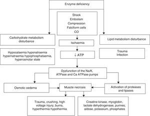Ultrasound findings in rhabdomyolysis | Cirugía y Cirujanos (English ...