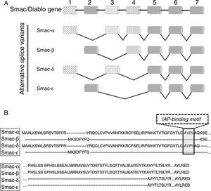 Alternative splice variants of Smac/DIABLO gene. (A) Schematic representation of the exon usage in Smac/DIABLO isoforms. (B) Differences regarding amino acids sequence of each alternative splice variant isoform from Smac/DIABLO gene. AVPI-sequence is highlighted.