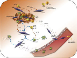 MSCs form part of the tumor stroma, and they promote tumor development through different immunosuppressive mechanisms. The presence of pro-inflammatory cytokines such as IFNγ, TNF-α and IL-1β activate MSCs, which express different immunosuppressive factors and chemokines that attract immune cells to the sites of tumor development, where T-lymphocytes and macrophages and NK cells are polarized towards an anti-inflammatory phenotype.