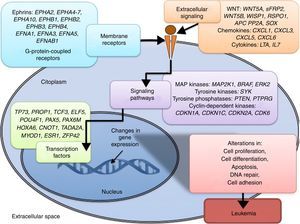 Signaling pathways and cell processes that are modified by epigenetic alterations, which promote leukemogenesis.