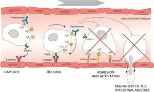 Process of lymphocyte migration from the blood vessels to the intestinal mucosa and mechanism of action of vedolizumab. ICAM-1, intercellular adhesion molecule 1; MAdCAM-1, mucosal vascular addressin cell adhesion molecule 1; PSGL-1, P-selectin glycoprotein ligand 1; VCAM-1, vascular cell adhesion molecule 1.