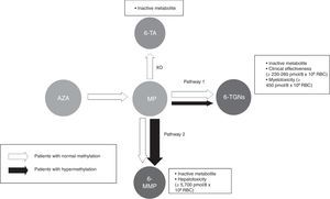 Flow chart of thiopurine metabolism. Patients with normal methylation and hypermethylation with preferential metabolism through TPMT (pathway 2). Thiopurines. AZA: azathioprine; MP: mercaptopurine. Metabolites. 6-MMP: 6-methylmercaptopurine; 6-TA: 6-thiouric acid; 6-TGN: 6-thioguanine nucleotides. HPRT: hypoxanthine-guanine phosphoribosyltransferase; TPMT: thiopurine methyltransferase; XO: xanthine oxidase.