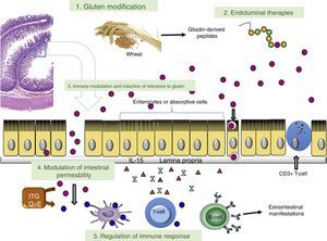 Main pathogenic targets of the different investigational treatment options for coeliac disease and its complications.