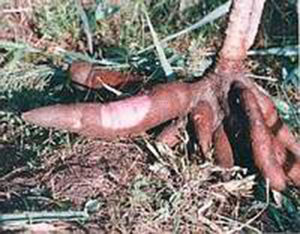 Cassava (tapioca or manioc), a tuber rich in toxic cyanogens. The plant was considered the exclusive cause of tropical pancreatitis for a number of years.