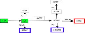 Metabolic pathway of thiopurines.