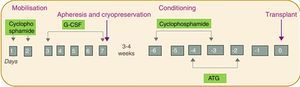 Intervention protocol for the AHSCT: the 4 phases of the process in violet, the days in grey (numbered from 1 to 7 in the mobilisation phase and in negative numbers in the conditioning phase, taking the day of the transplant as day 0) and the drugs administered in green.