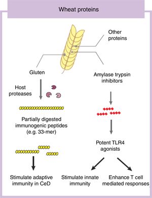 Wheat proteins with immunogenic characteristics. CeD: Celiac disease; TLR4: Toll-like receptor 4.