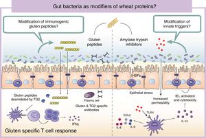 Gut microbiota as modifiers of wheat proteins. The human intestinal microbiota contains bacteria with the ability to degrade and change dietary antigens such as gluten or amylase trypsin inhibitors modifying their immunogenic potential and affecting the susceptibility of the host to develop wheat related disorders. APC: Antigen presenting cell; CCL: Chemokine (C-C motif) ligand; HSP: Heat shock proteins; IEL: Intraepithelial lymphocyte IFN: Interferon; IL: Interleukin; TLR4: Toll-like receptor 4.