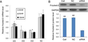 Validation of siRNA silencing frizzled-2 gene expression. (A) Different siRNAs (#25, #33 and #34) targeting frizzled-2 mRNA at different regions and non-targeting siRNA serving as negative control (NC) were transfected at final doses of 25, 50 and 100nM for 24h in BRL-3 cells. Relative expression levels of frizzled-2 were analyzed qRT-PCR and normalized to β-actin. * denoted the group with the frizzled-2 siRNA (#34) at 50nM achieved maximally silencing efficiency among groups. (B) Transfection of frizzled-2 siRNA (#34) and negative control siRNA (NC) was performed at 50nM in BRL-3 cells for 48h. Cell group was set up as mock control. Frizzled-2 protein level was analyzed by Western blot. Relative expression of Frizzled-2 was normalized to GAPDH. Data were presented as means±SEM from three independent experiments. ##p<0.001, Cell or NC groups vs. siRNA group.