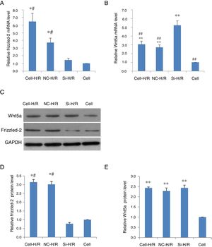 H/R treatment induced the expression of Frizzled-2 and Wnt5a in BRL-3A cells. (A) Relative Frizzled-2 gene expression. (B) Relative Wnt5a gene expression; (C) representative photographs of protein expression of Frizzled-2, Wnt5a and GAPDH; (D) relative protein level of Frizzled-2; (E) relative protein level of Wnt5a. The relative protein expression of Frizzled-2 and Wnt5a was normalized to GAPDH. Data were presented as means±SEM from three independent experiments. *p<0.05 and **p<0.001 when comparing to Cell group, and #p<0.05 and ##p<0.001 when comparing to Si-H/R group.