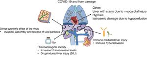 Pathophysiology of liver injury: various mechanisms related to SARS-CoV2 infection may induce liver abnormalities, both due directly to the cytopathic effect of the virus and due to the indirect effect of immune hyperactivation and drug toxicity.